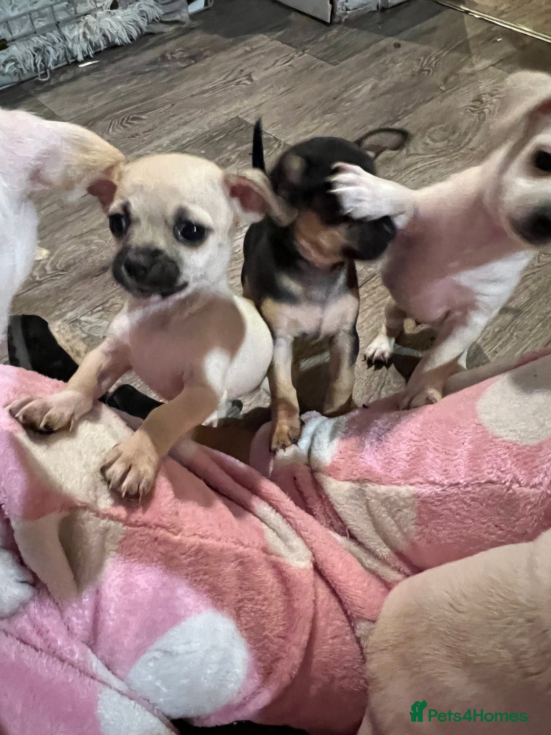 Chihuahua dogs for sale: Beautiful short hair chihuahua  - Advert 29