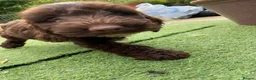 Cockapoo dogs for sale: Gorgeous Cockapoo Boys  - Advert 15