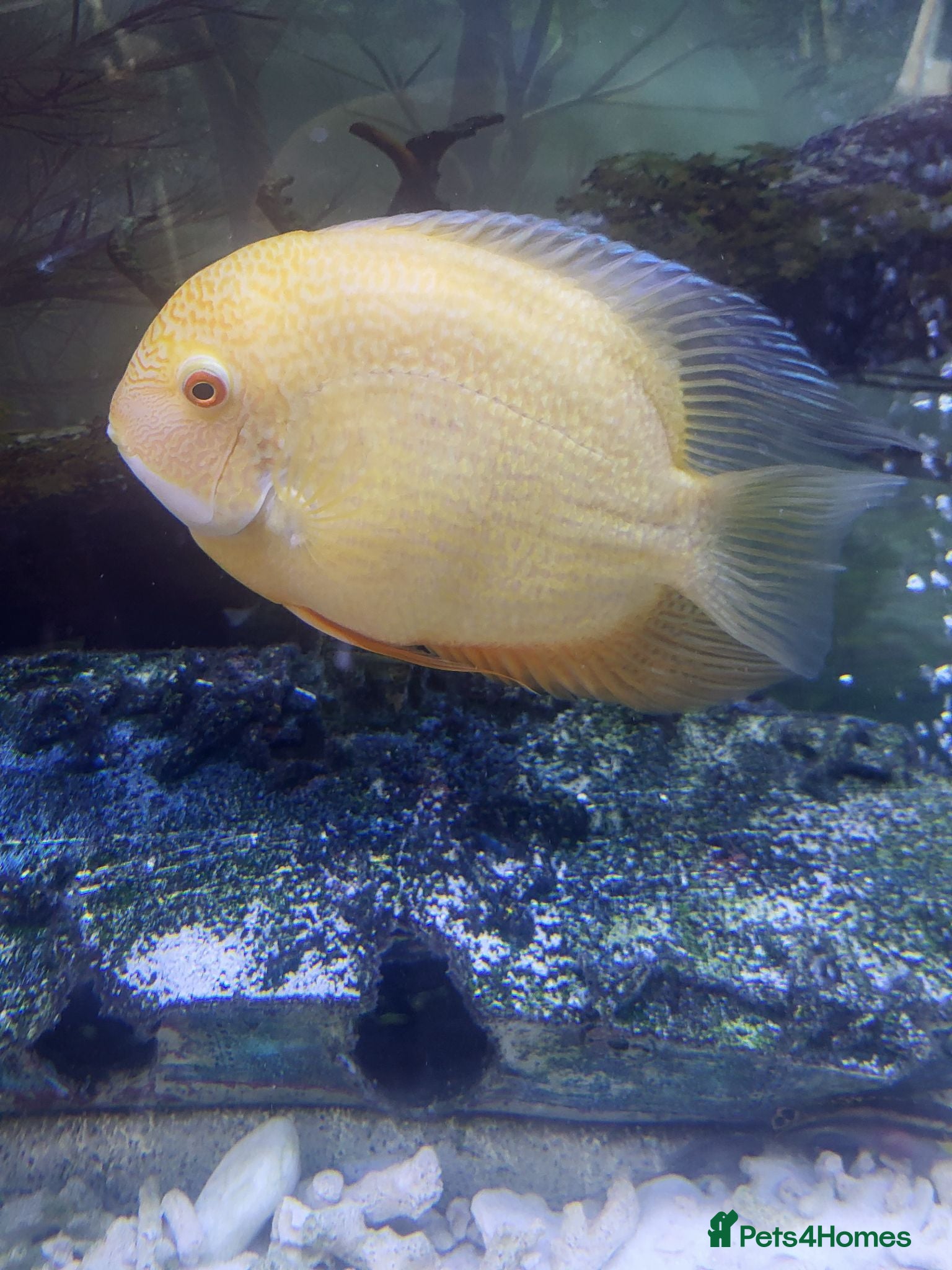 Cichlids fish Breeding pair of golden severums - Advert 8