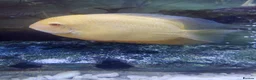 Cichlids fish for sale: Breeding pair of golden severums - Advert 1