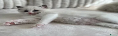 Ragdoll 2