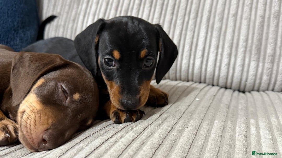 Miniature Dachshund dogs for sale: Two beautiful mini dash’s  - Image 13