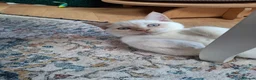 Siberian cats for sale: Beautiful  boy with blue eyes - Advert 5