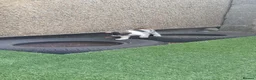 Mixed Breed cats for sale: 2 gorgeous kittens looking for their forever home  - Advert 11