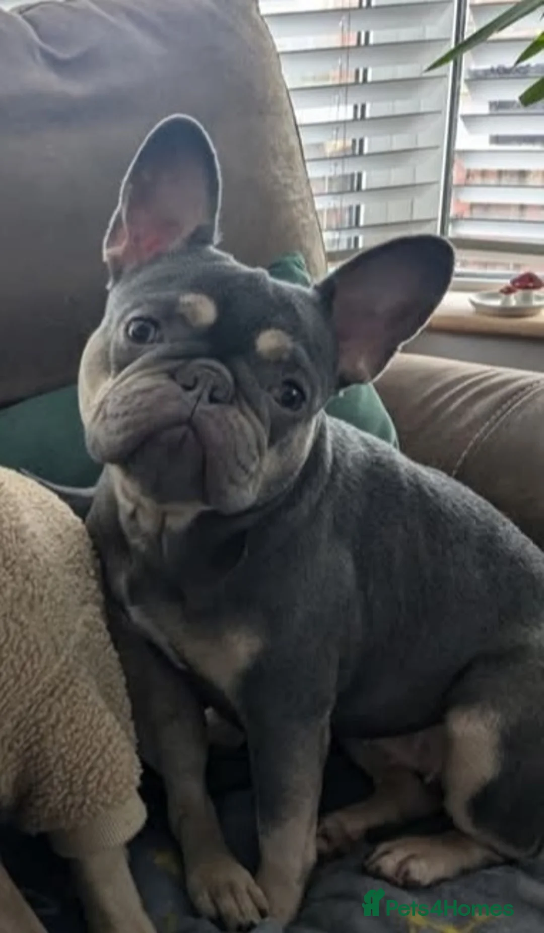 French Bulldog dogs for sale: 2year old Female Lilac & tan French Bulldog - Advert 6