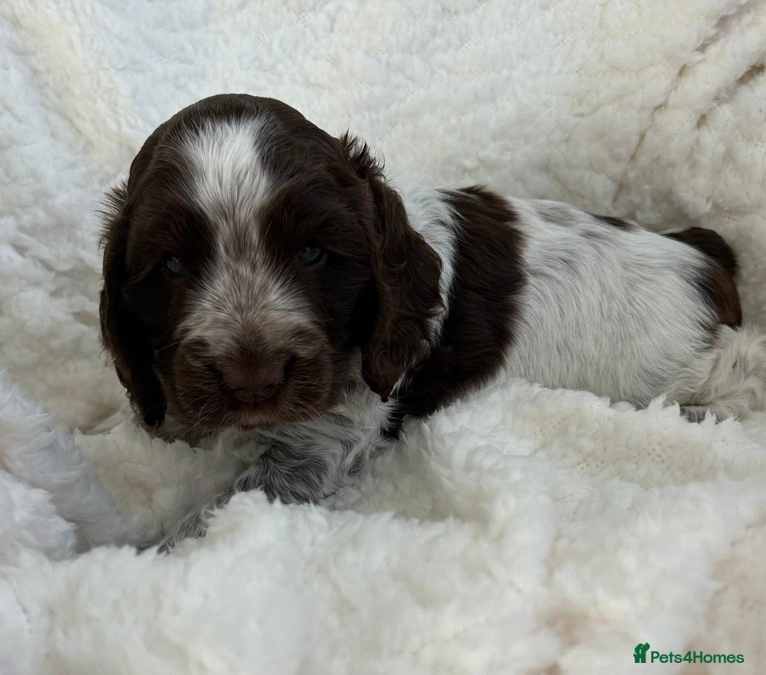 Cocker Spaniel dogs for sale: Chocolate roan show type cocker spaniels - Image 11