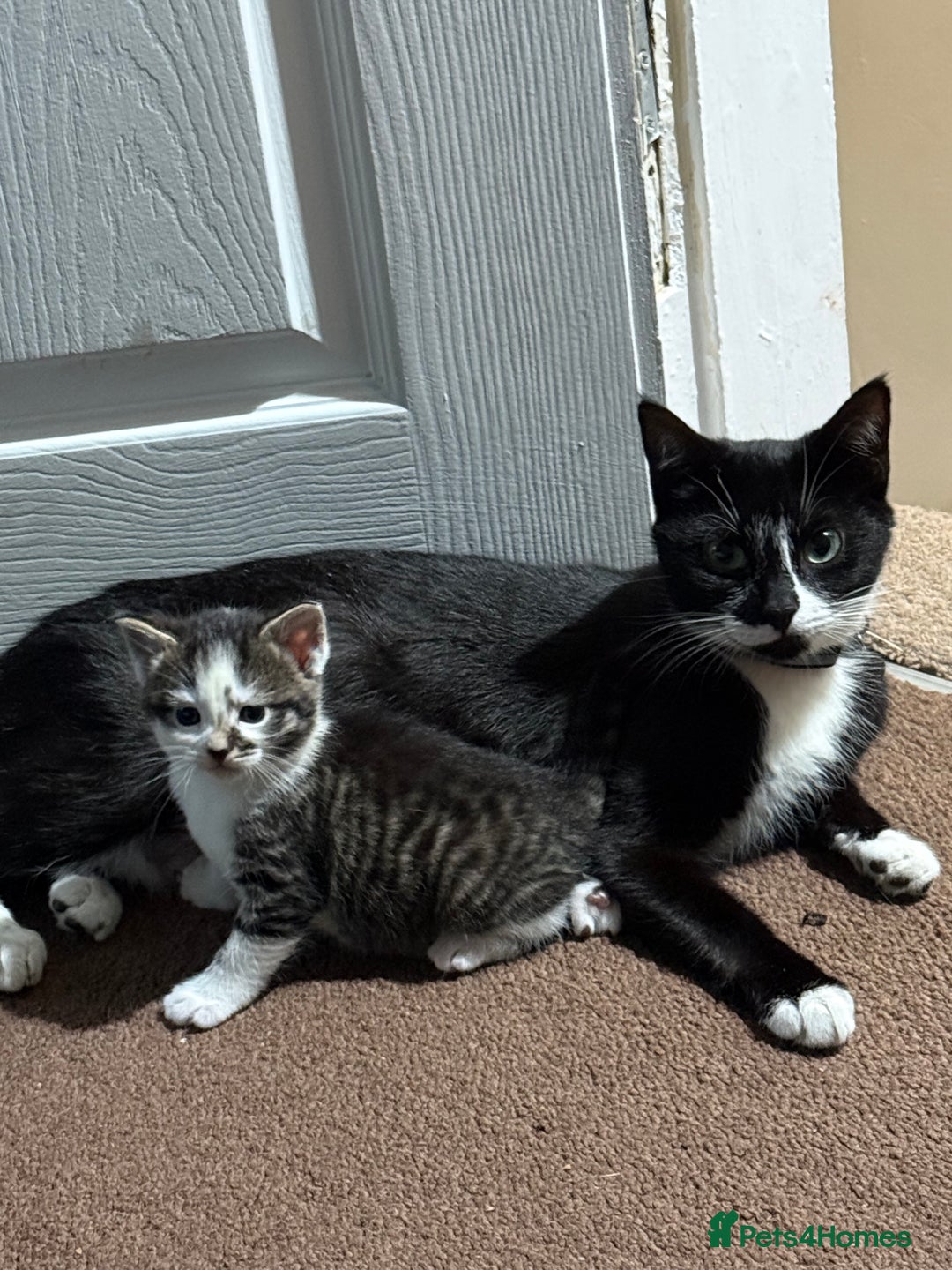 British Shorthair cats for sale: Three adorable kittens ready 10th jan 2026 - Advert 1