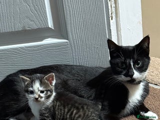 British Shorthair cats Three adorable kittens ready 10th jan 2026 - Advert 1