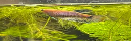 Bettas fish for sale: 🐠💙 Female Betta for Sale | Home-Bred 💙🐠 - Advert 2
