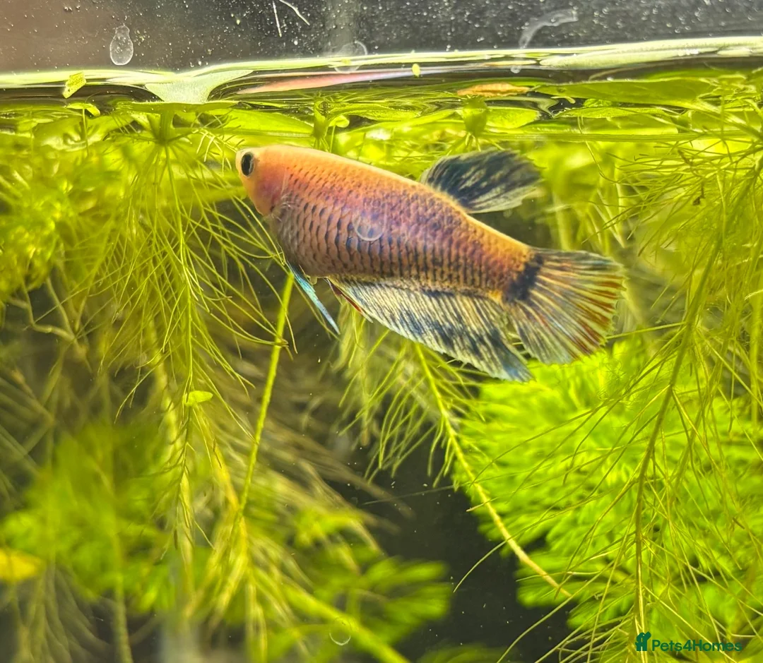 Bettas fish for sale: 🐠💙 Female Betta for Sale | Home-Bred 💙🐠 - Advert 2
