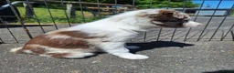 Border Collie dogs for sale: Beautiful fluffy Collie Pups for Sale - Advert 3