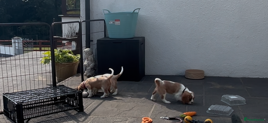 Cavalier King Charles Spaniel dogs for sale: Cavalier King Charles Spaniel  - Image 7