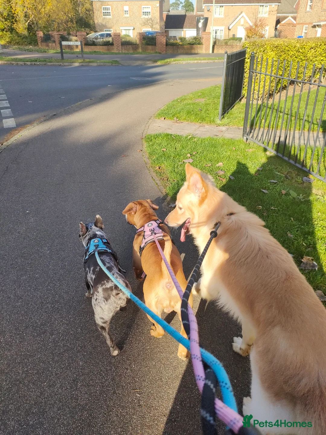 German Shepherd dogs for sale: German Shepherd looking for a new loving home - Advert 3