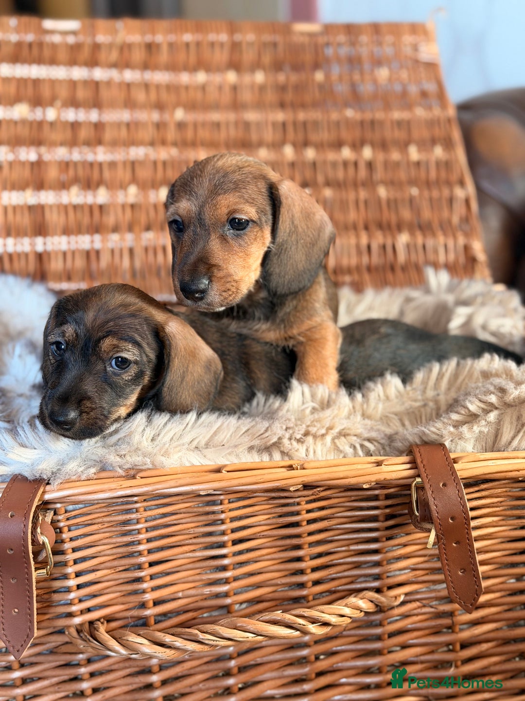 Miniature Dachshund dogs for sale: Miniature Wire haired Dachshund  - Advert 4