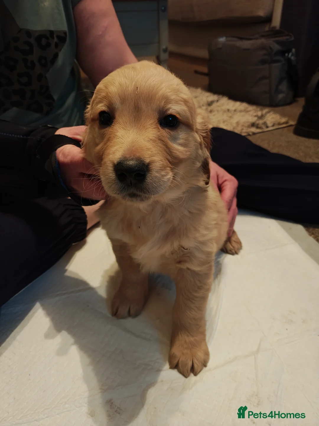 Golden Retriever dogs for sale: Only 5 gorgeous golden retriever puppies left - Advert 11