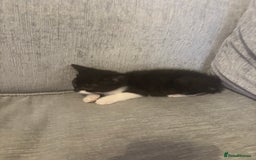 Mixed Breed cats for sale: Female black and white kitten   - Image 1