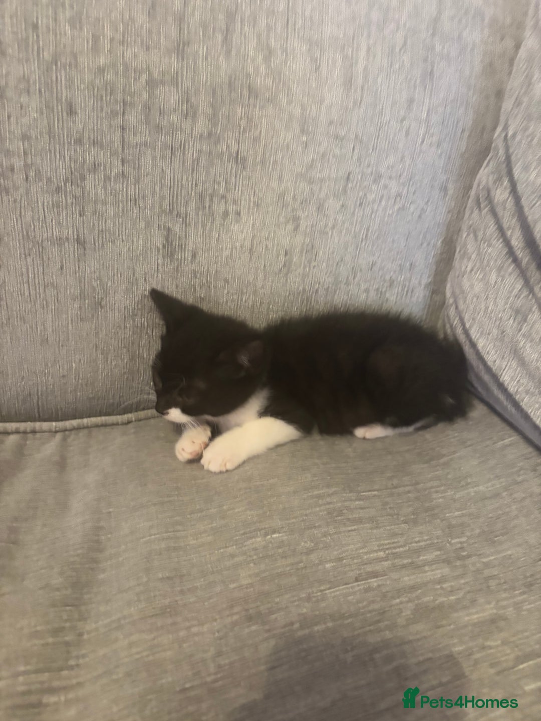 Mixed Breed cats for sale: Female black and white kitten   - Image 1