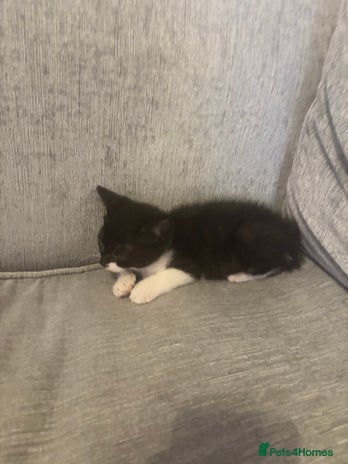 Mixed Breed cats - Advert 1
