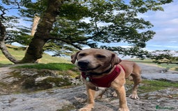 Mixed Breed dogs for sale: Bullador puppies  - Image 7