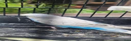 Budgerigars birds for sale: Baby budgies for sale  in Waltham Abbey - Advert 25