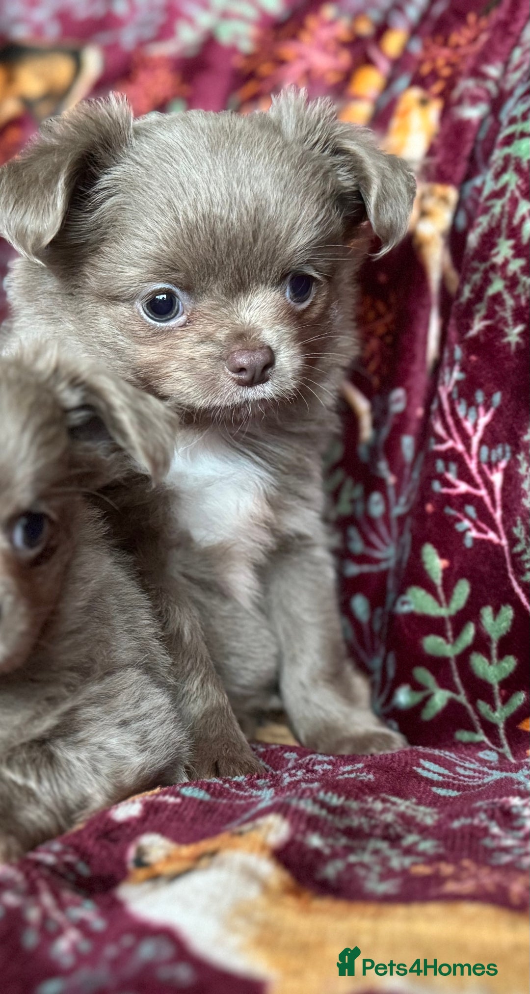 Chihuahua dogs for sale: Beautiful long haired Lilac Chihuahua puppies - Advert 4