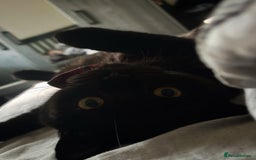 British Shorthair cats for sale: Year old girl looking for a new home - Image 6