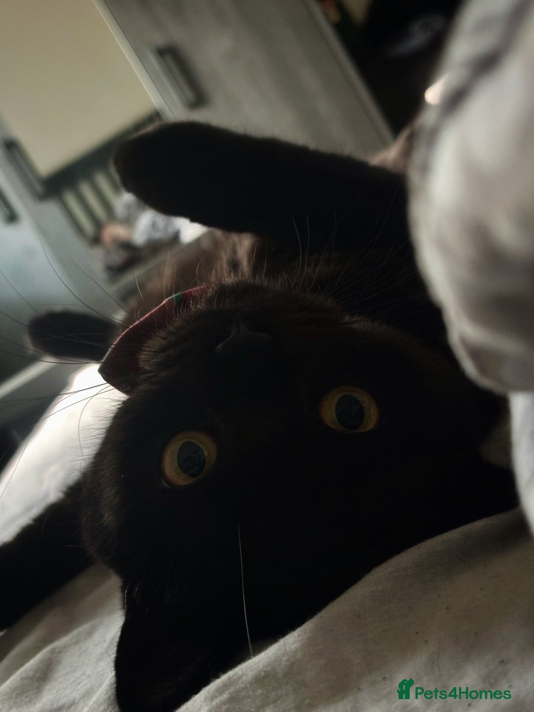 British Shorthair cats for sale: Year old girl looking for a new home - Image 6