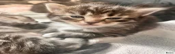 Mixed Breed cats for sale: Ragdoll x Maine Coon  - Advert 9
