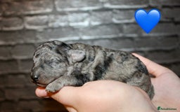 Cockapoo dogs for sale: Health tested Asian toy Cockapoo puppies  - Image 3