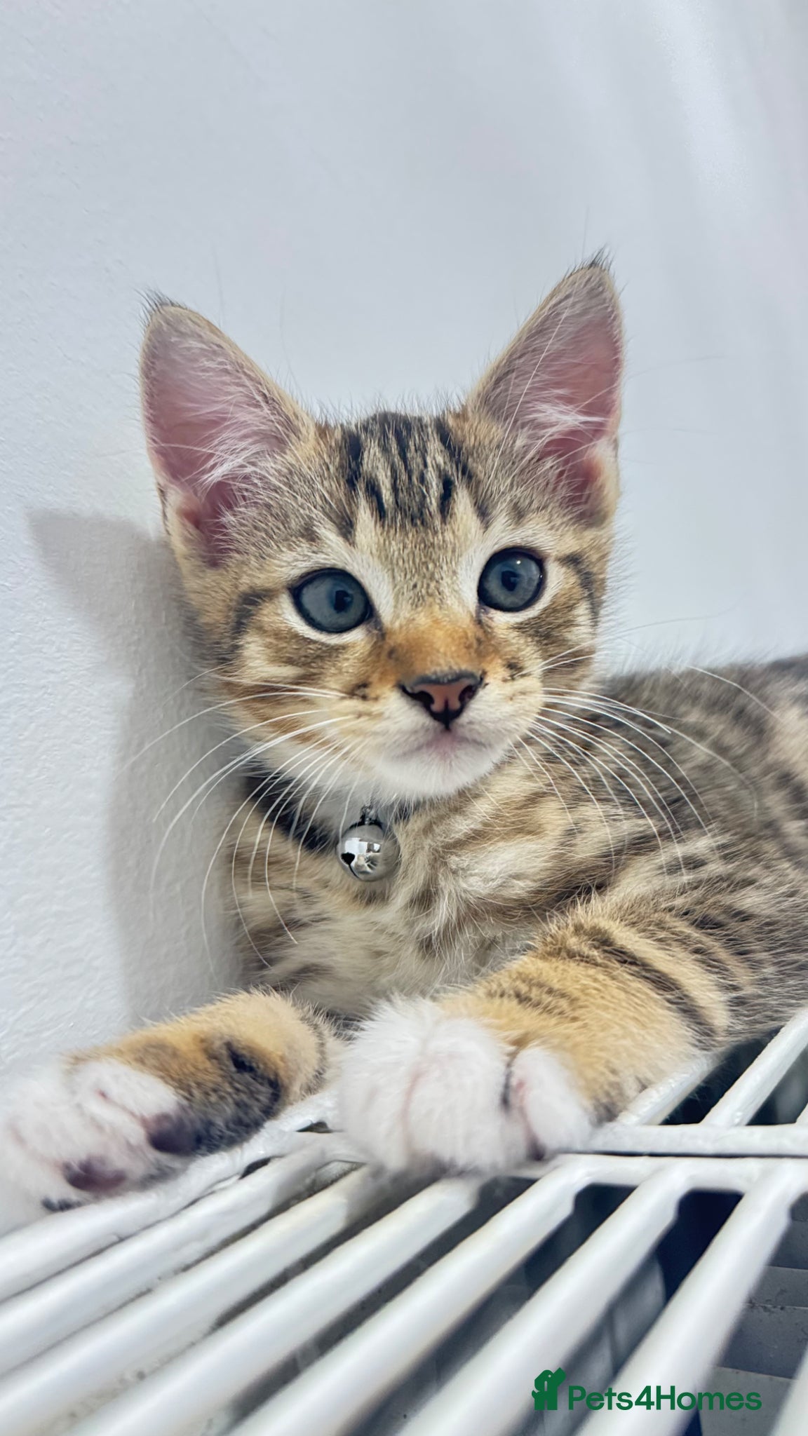 Mixed Breed cats 🐾 Adorable Male Kitten 🐾 - Advert 1