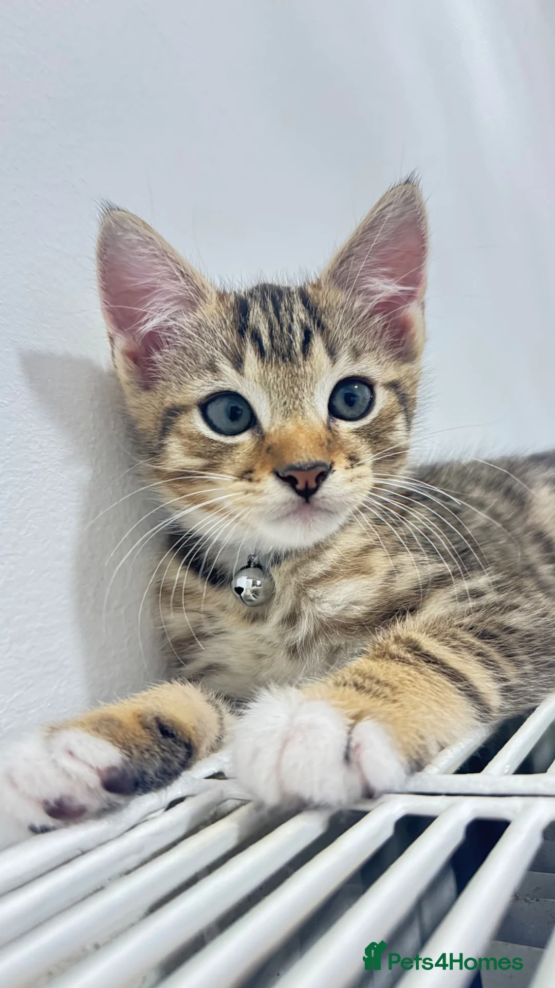 Mixed Breed cats for sale: 🐾 Adorable Male Kitten 🐾 - Advert 1