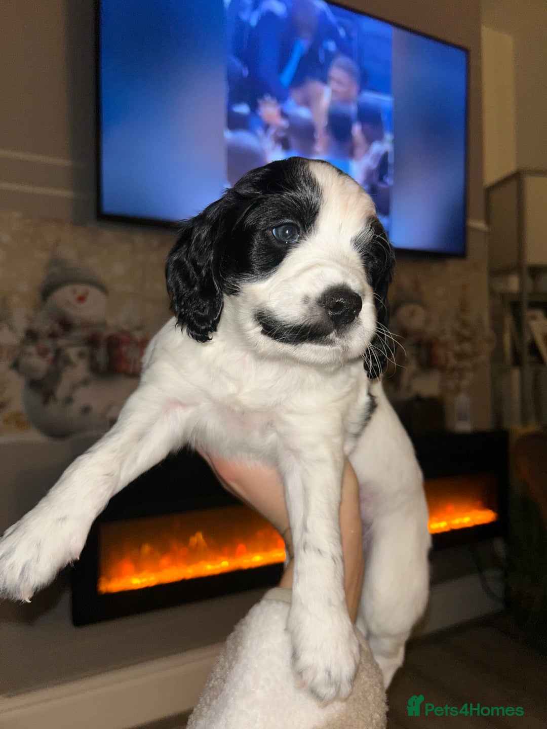 Cockapoo dogs for sale: 2 Cockapoo pups - Advert 2