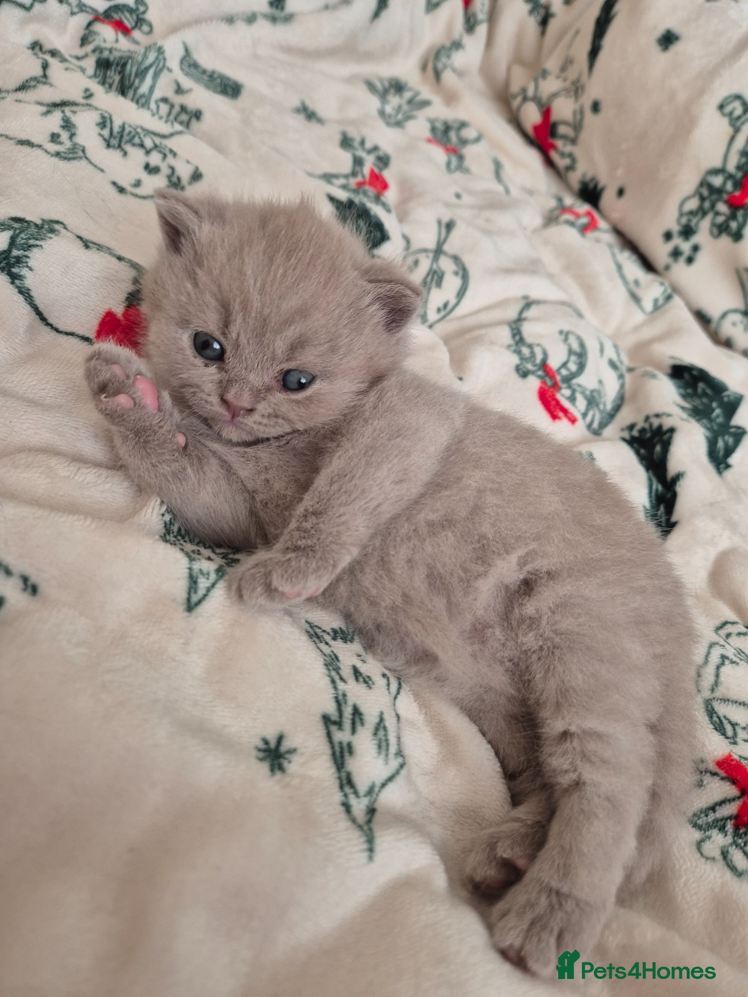 British Shorthair cats Cute, Lilac BSH boy for new home  - Advert 5