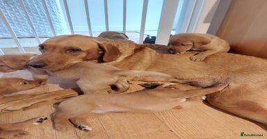 Labrador Retriever dogs - Advert 15