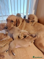 Labrador Retriever dogs - Advert 4
