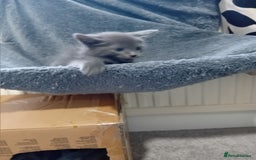 Mixed Breed cats for sale: Siamese mix - Image 4