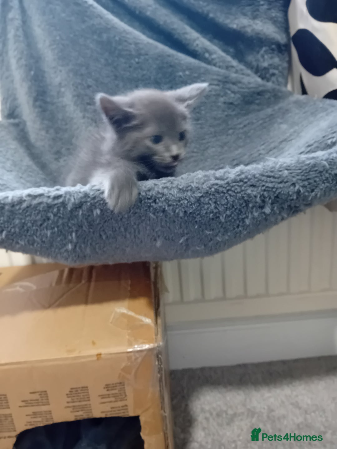 Mixed Breed cats for sale: Siamese mix - Image 4