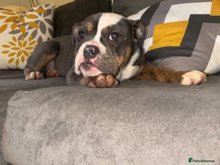 Olde English Bulldogge dogs Olde English bulldogs - Advert 2