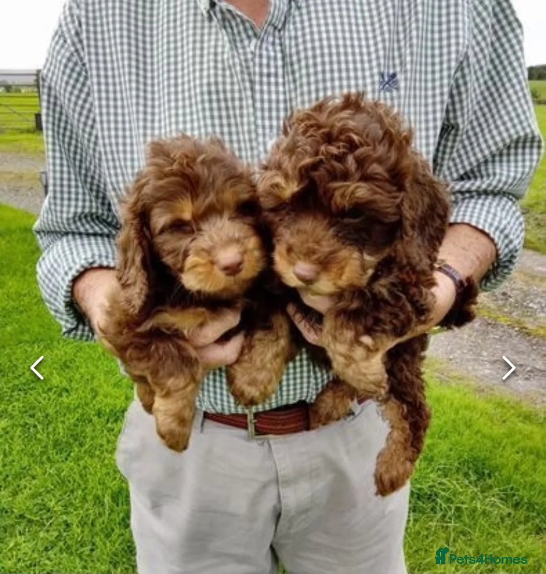 Toy Poodle dogs for stud: Toy poodle available for stud  in Rowlands Gill - Advert 16
