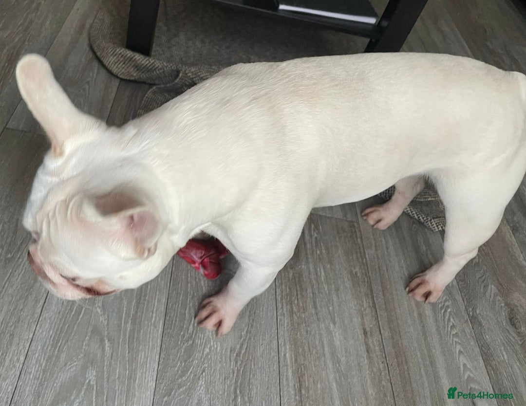 French Bulldog dogs for sale: Platinum Male French bulldog 22 months  - Image 13