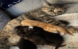 British Shorthair cats for sale: Beautiful mixed litter of kittens  - Image 6