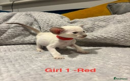 Siamese cats for sale: ✨Gorgeous GCCF registered kittens✨ - Image 10