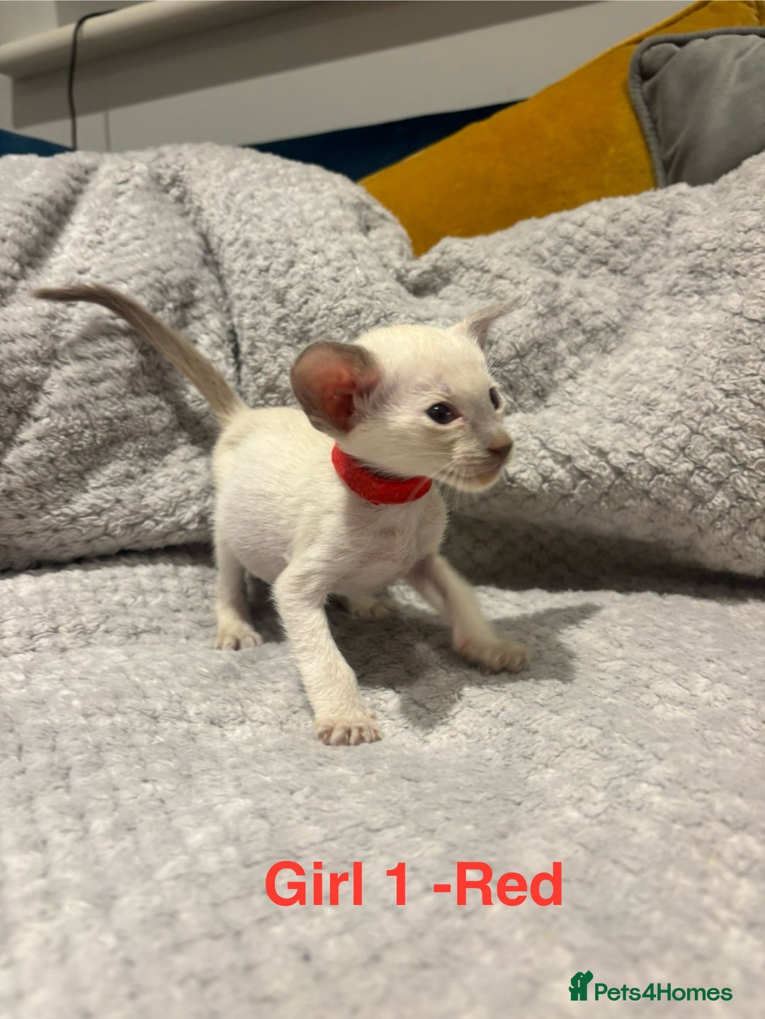 Siamese cats for sale: ✨Gorgeous GCCF registered kittens✨ - Image 10
