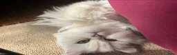 Persian cats for sale: 💎Persian Female Cat needing new home in Reading - Advert 7