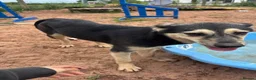 Mixed Breed dogs for adoption: Meet Lolly, currently residing in Cheshire  in Nantwich - Advert 4