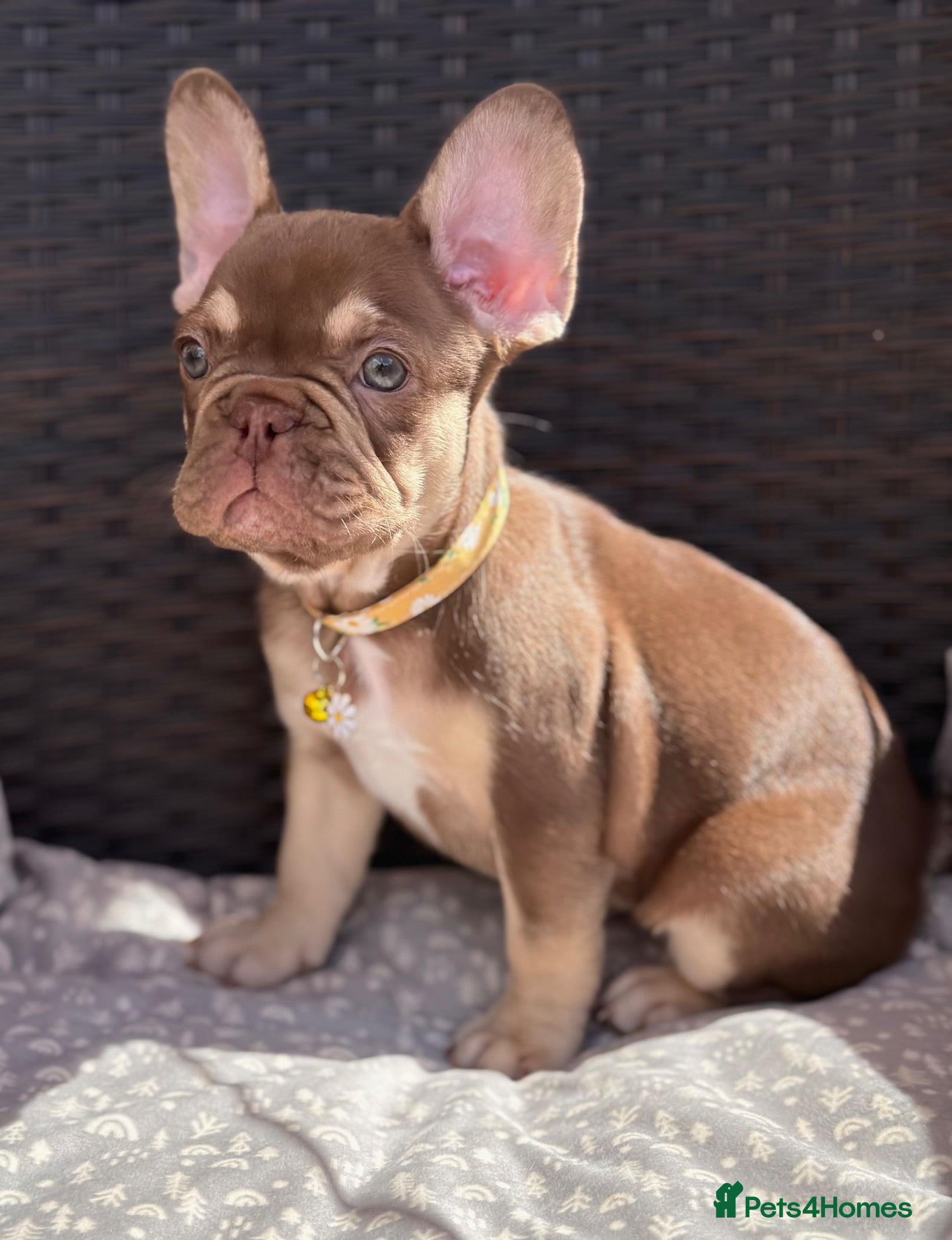 French Bulldog dogs KC French bulldog puppies highly healthed parents - Advert 2