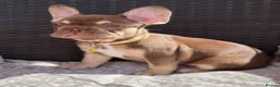 French Bulldog dogs for sale: KC French bulldog puppies highly healthed parents - Advert 4