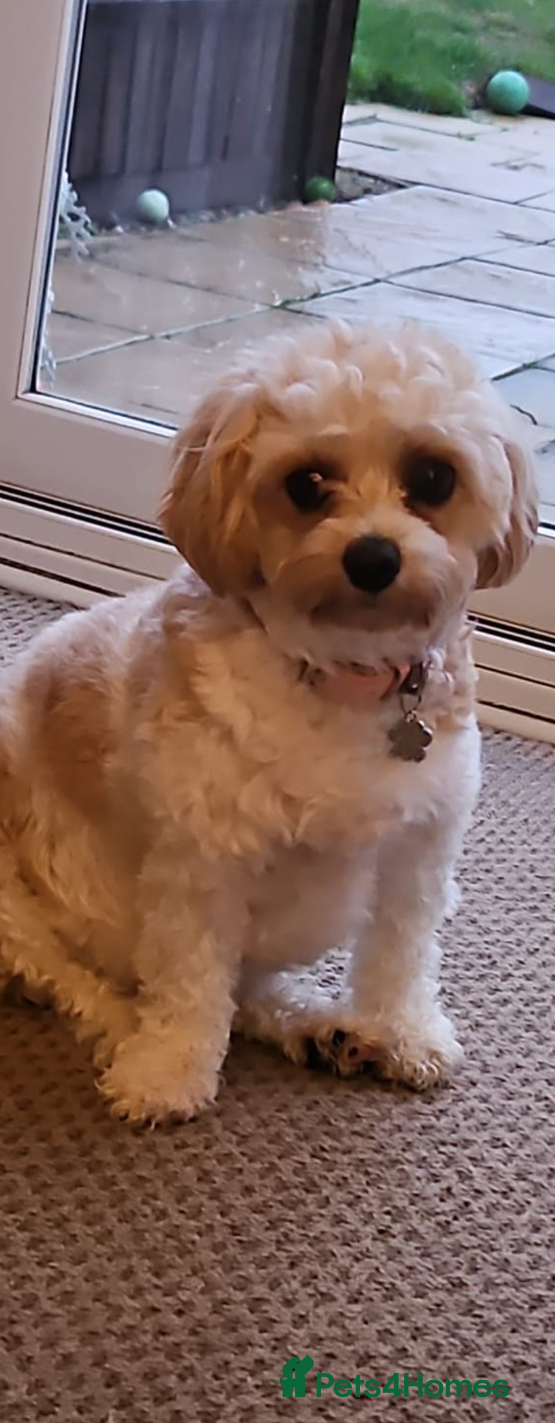 Cavapoo dogs for sale: A lovely couple of cavapoos  - Advert 3