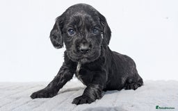 Cocker Spaniel dogs for sale: Cracking Cocker Pups - Image 10