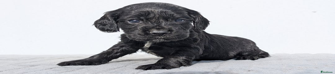 Cocker Spaniel Puppy 5